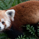 Illustration for article titled EMERGENCY ALERT: Very Adorable Red Panda Missing From National Zoo